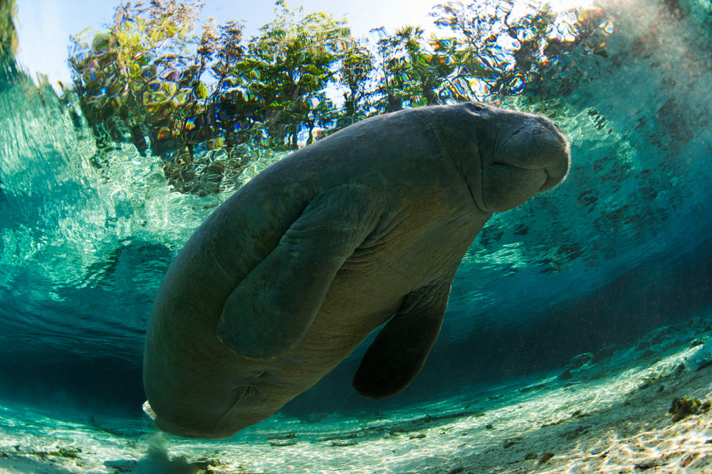 manatee ecuador pg travel expeditions