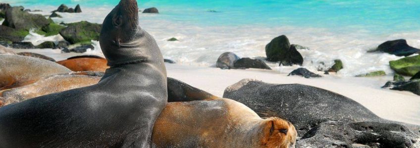 galápagos ecuador pg travel expeditions